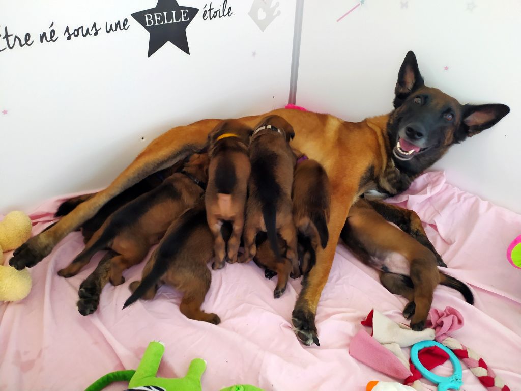 Chiot Berger Belge Malhilou