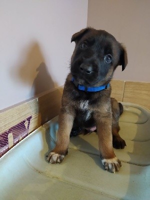 CHIOT