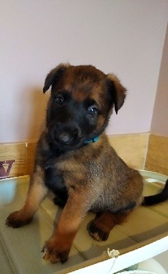 CHIOT