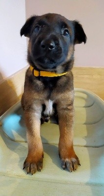 CHIOT