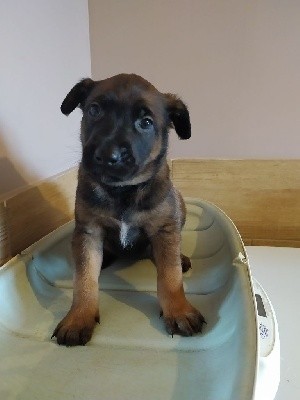 CHIOT
