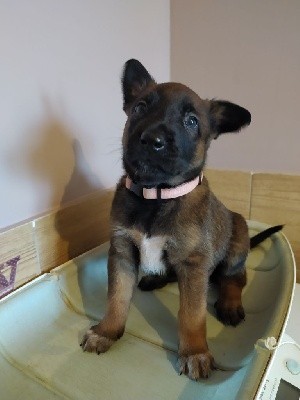 CHIOT