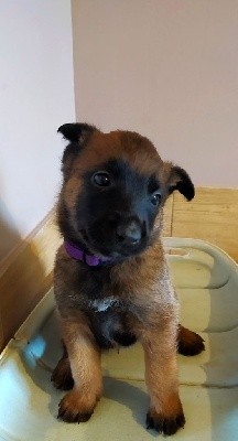 CHIOT