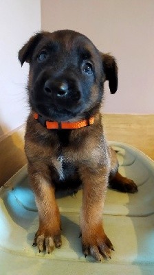 CHIOT