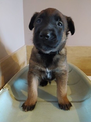 CHIOT
