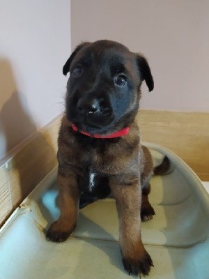 CHIOT